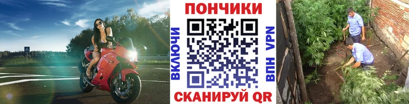 Марихуана гибрид Ноябрьск
